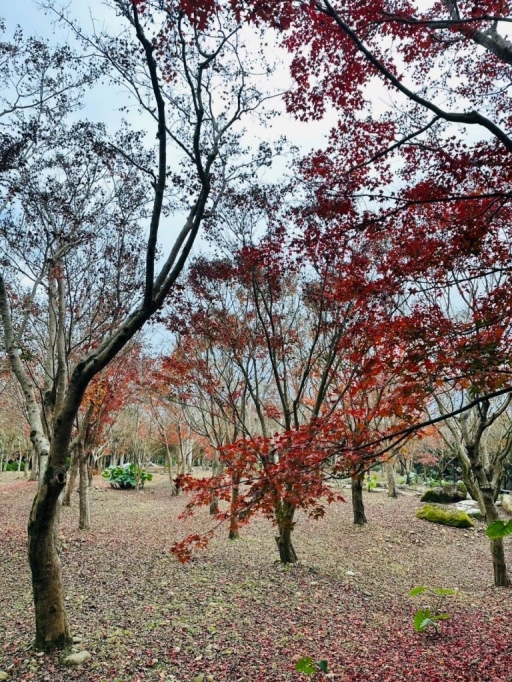 圖12