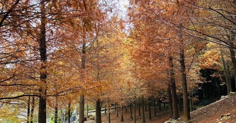 發現顏色的祕境就在[新社莊園]
