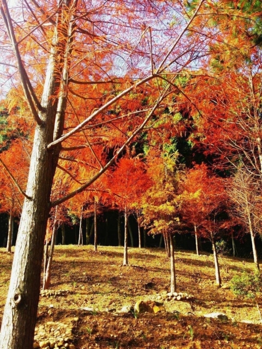 圖 5